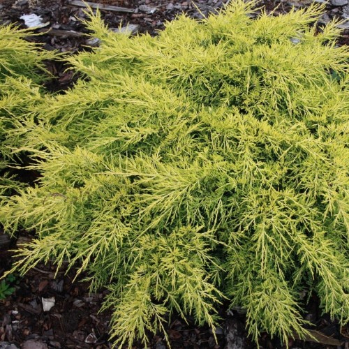 Juniperus x pfitzeriana 'King of Spring' - Pfitzeri kadakas 'King of Spring' C5/5L